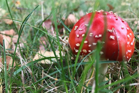 Foto von einem Pilz auf einer Wiese.