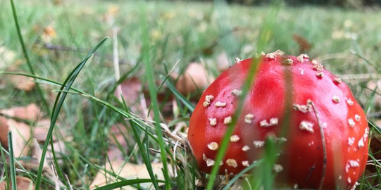 Foto von einem Pilz auf einer Wiese.