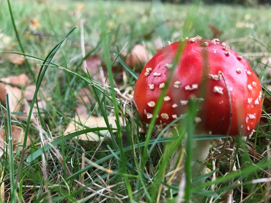 Foto von einem Pilz auf einer Wiese.